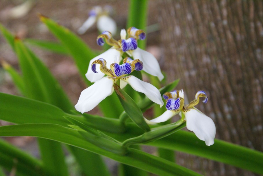 Ирис леди Беатрис Стенли