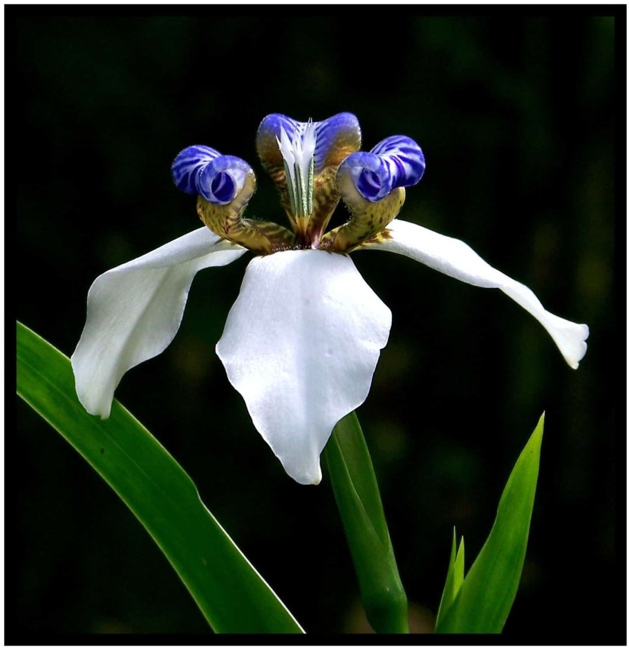 Неомарика шагающий ирис