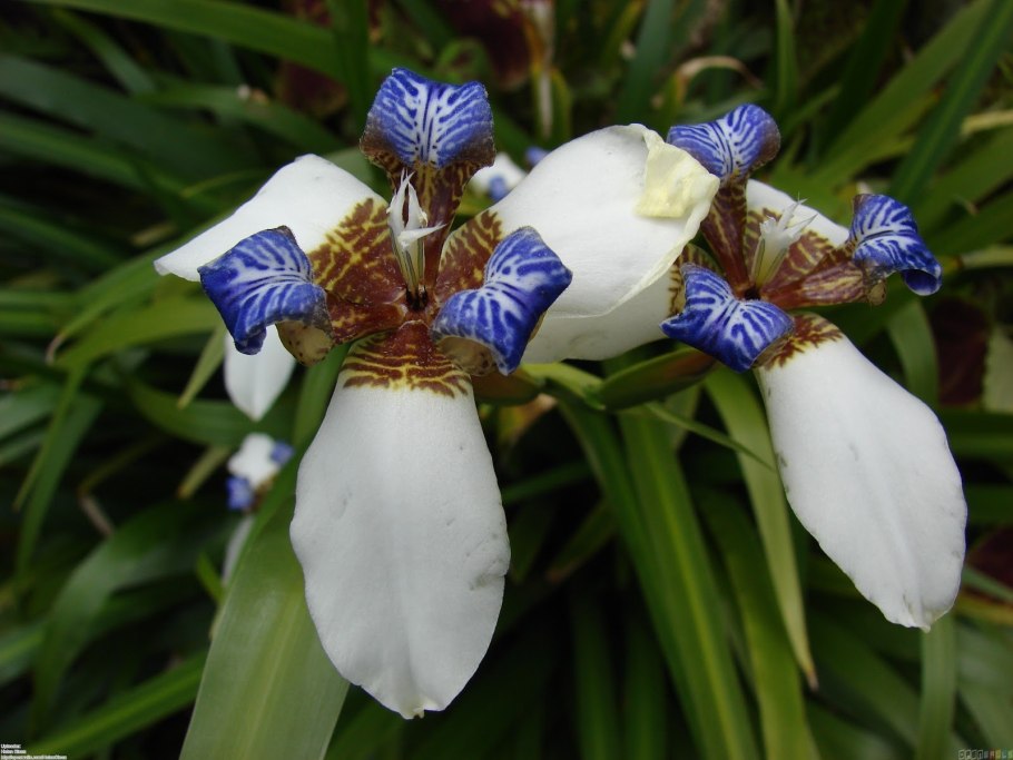 Комнатный Ирис неомарика
