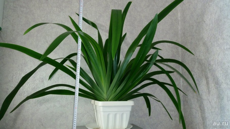 Луговые ирисы