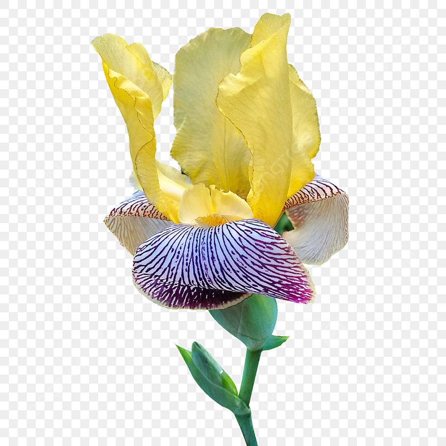 Неомарика вариегатная