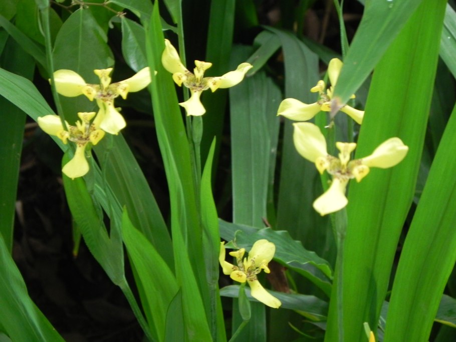 Неомарика комнатный