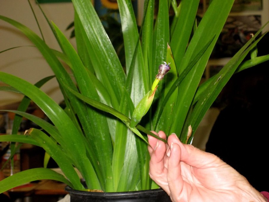 Ирис калифорнийский