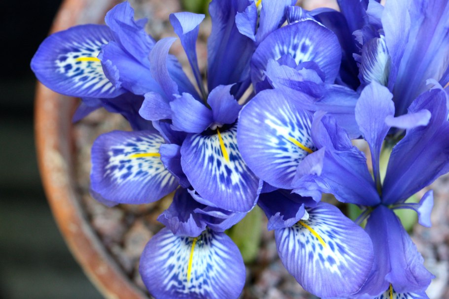 Ходячий Ирис неомарика