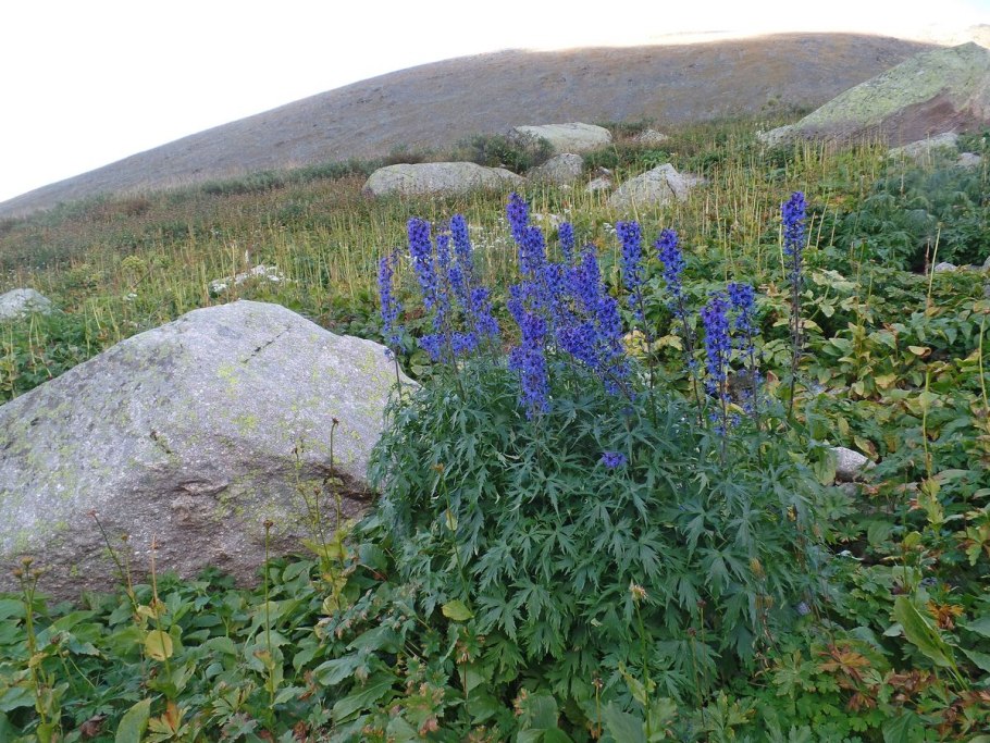 Живокость Восточная семена
