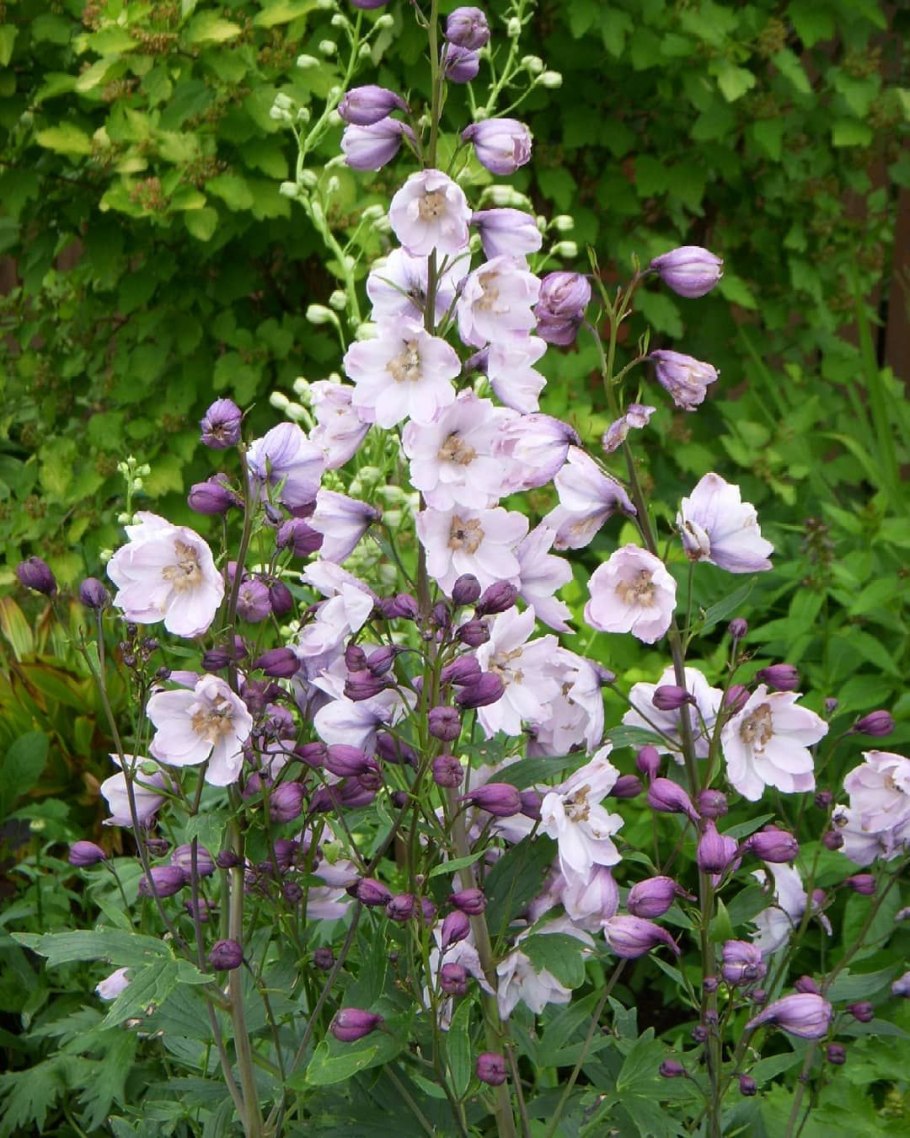 Дельфиниум живокость