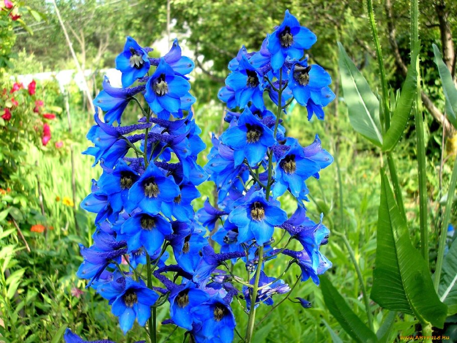 Дельфиниум Карпатский