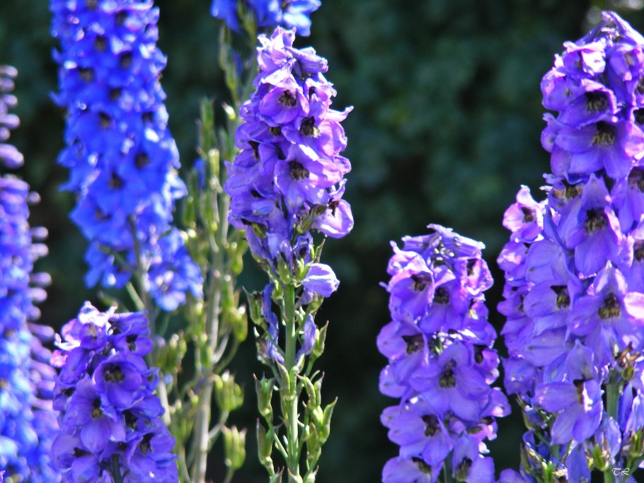 Дельфиниум Аякса Ларкспур