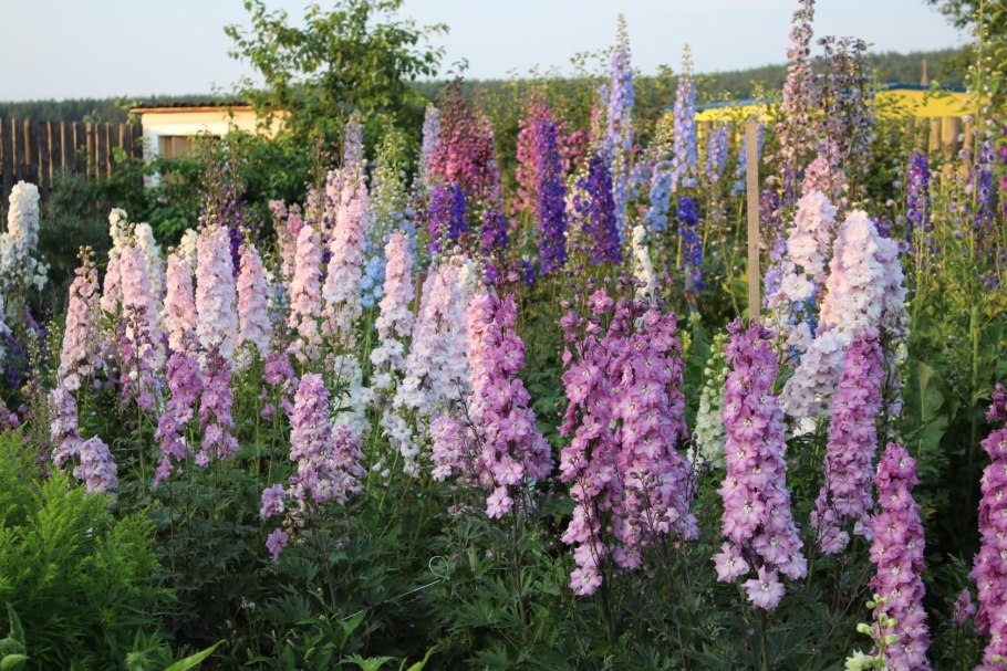 Дельфиниум Королевский шпиль