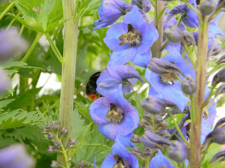 Дельфиниум Sungleam