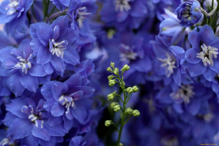 Дельфиниум живокость шпорник