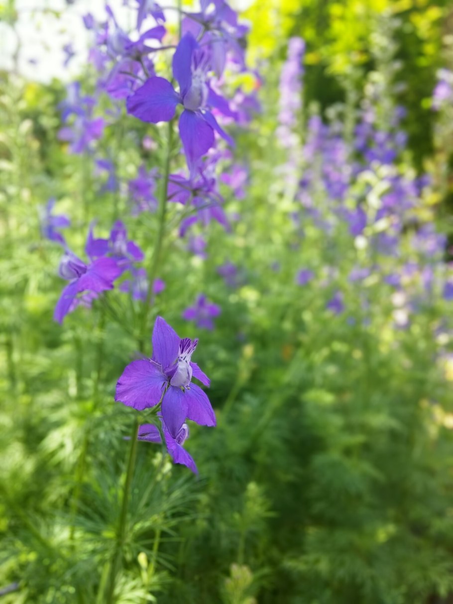 Дикий дельфиниум живокость