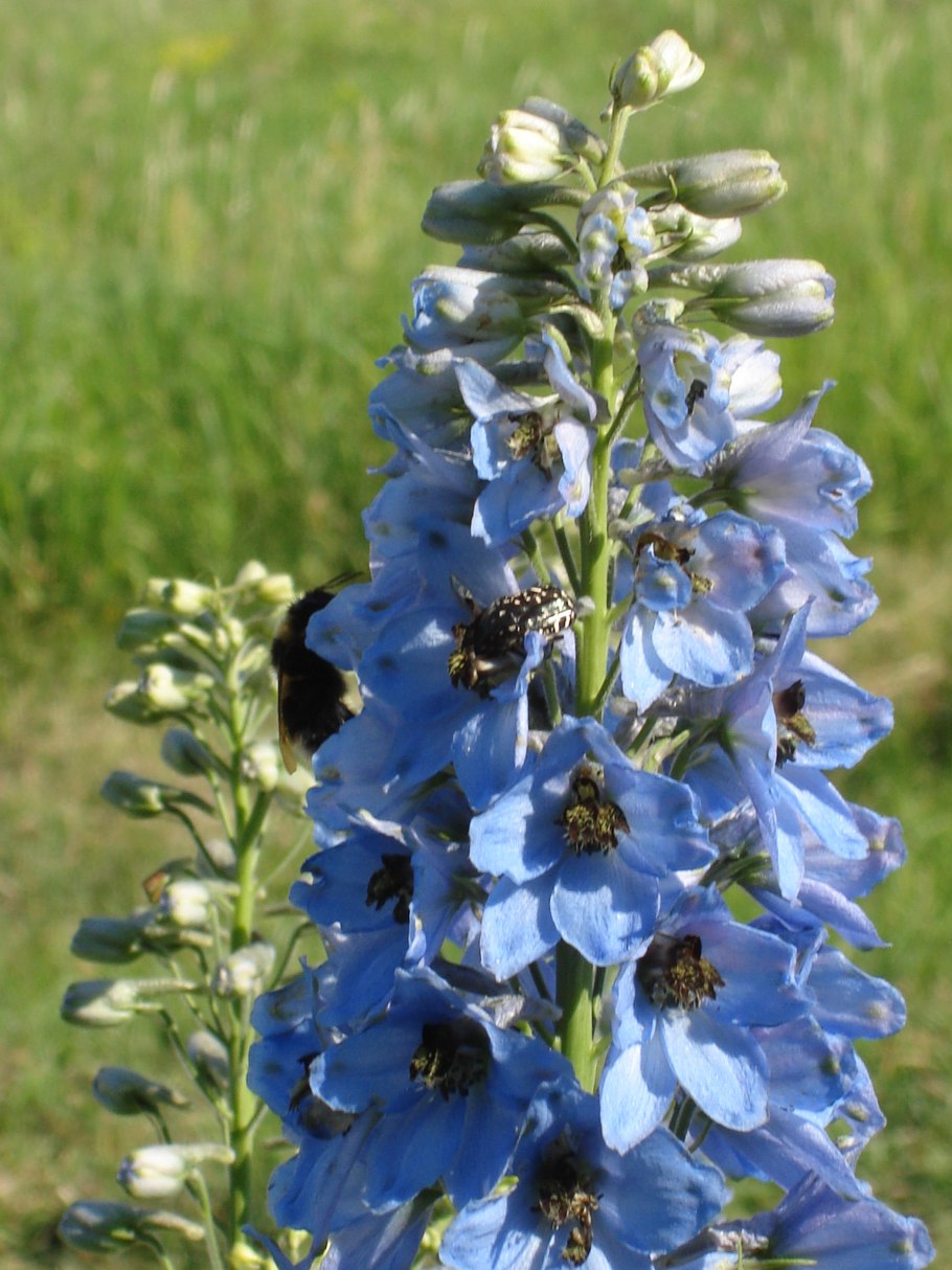 Дельфиниум Моргентау