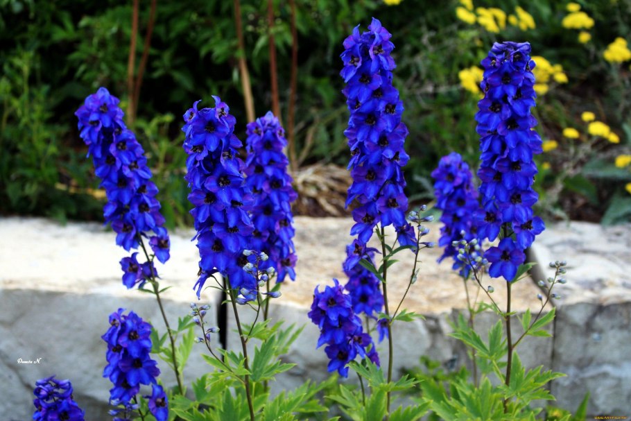 Дельфиниум живокость