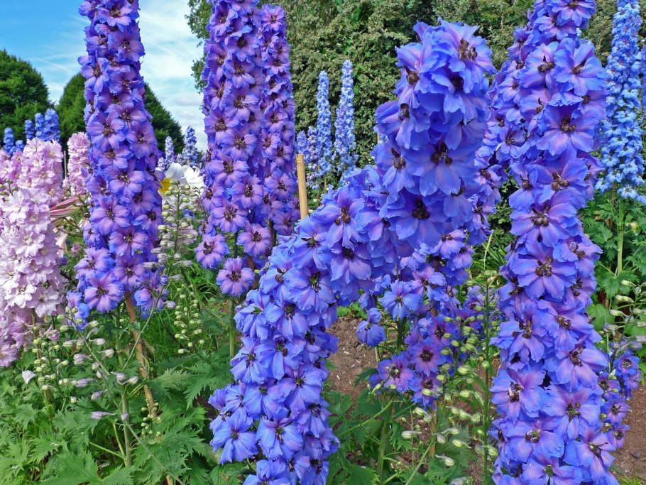 Дельфиниум живокость Полевая Ларкспур