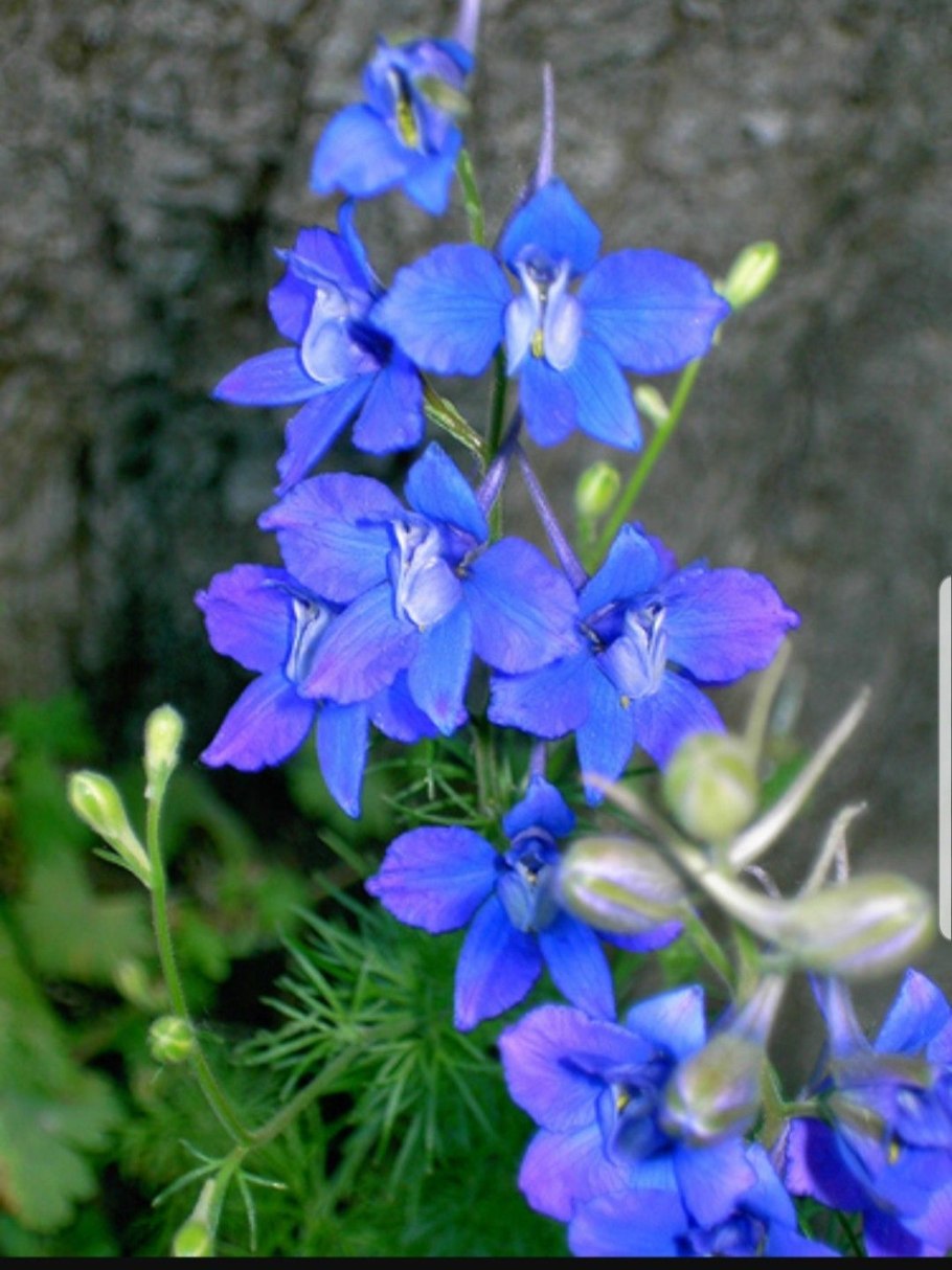Delphinium ajacis
