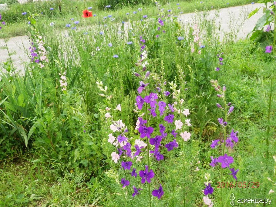 Дикий дельфиниум живокость