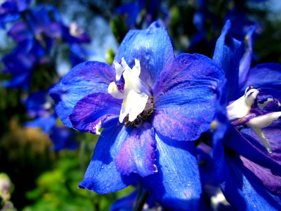 Дельфиниум живокость