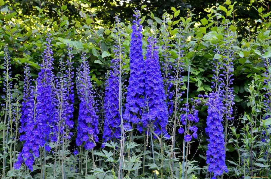 Живокость Царская