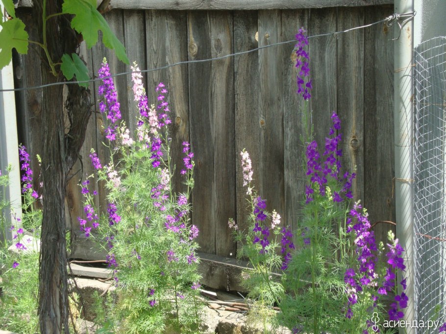 Дикий дельфиниум голубые бабочки