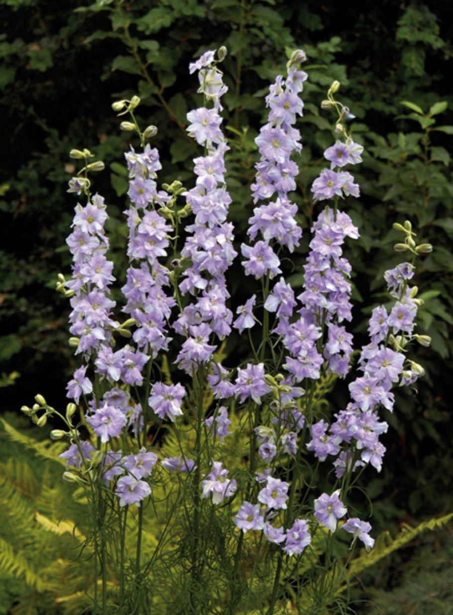 Дельфиниум консолида