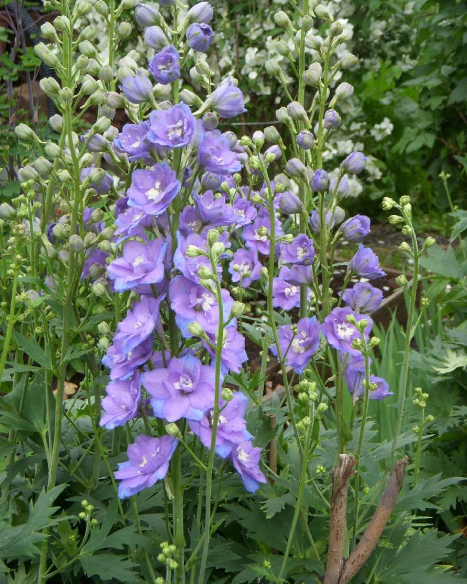 Дельфиниум Луговой