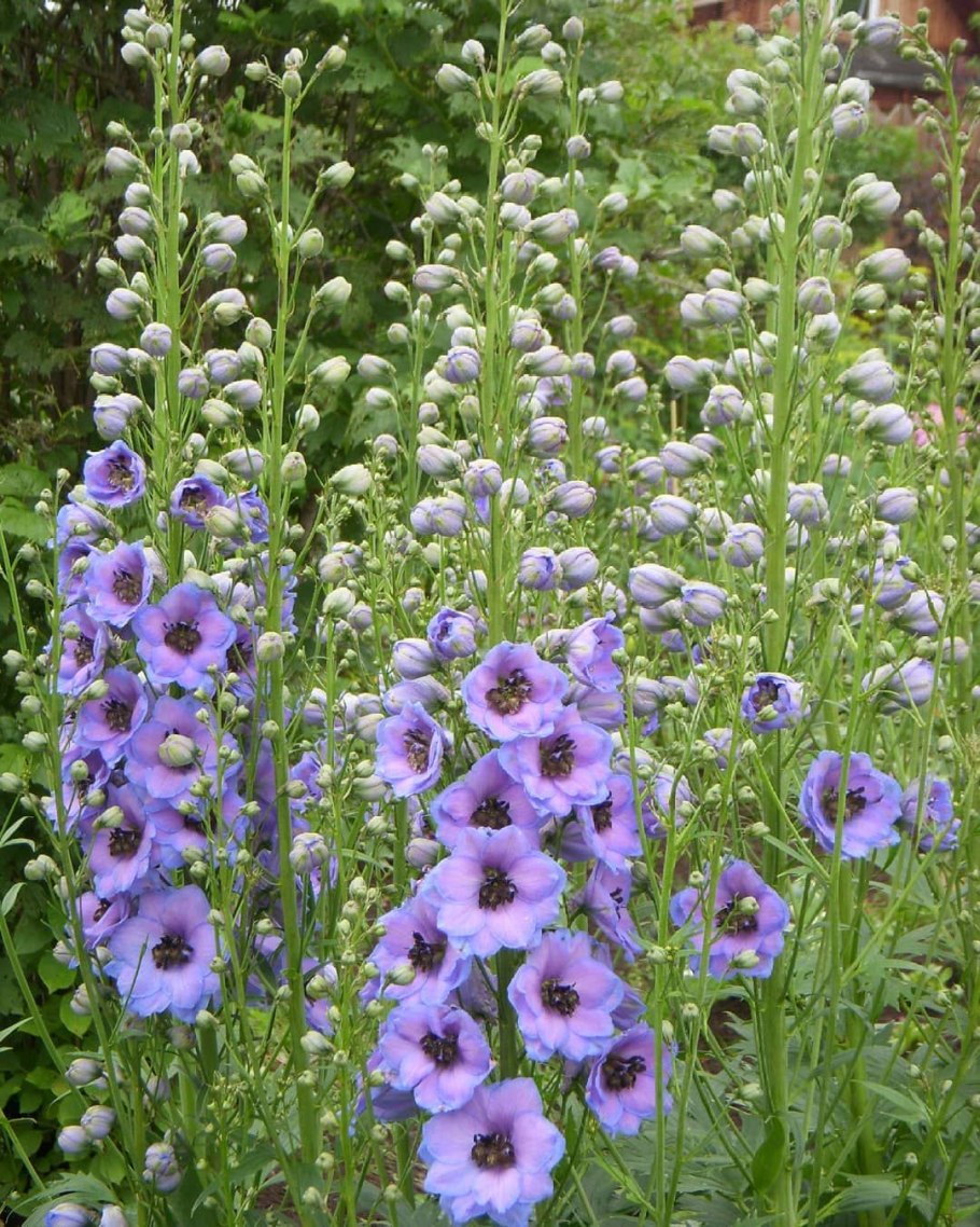 Живокость и Аконит