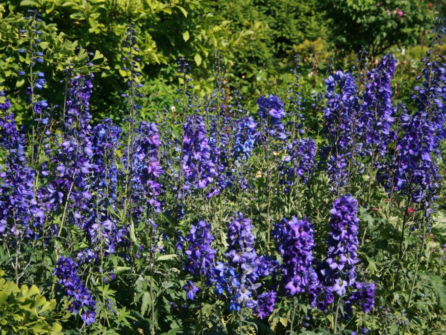 Шпорник дельфиниум