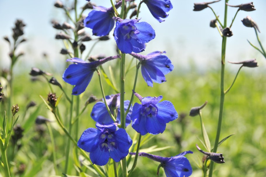 Дикий дельфиниум живокость