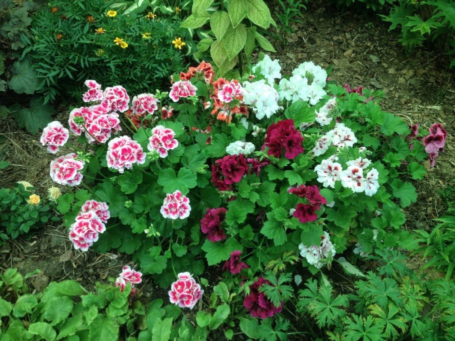 Королевская пеларгония в саду