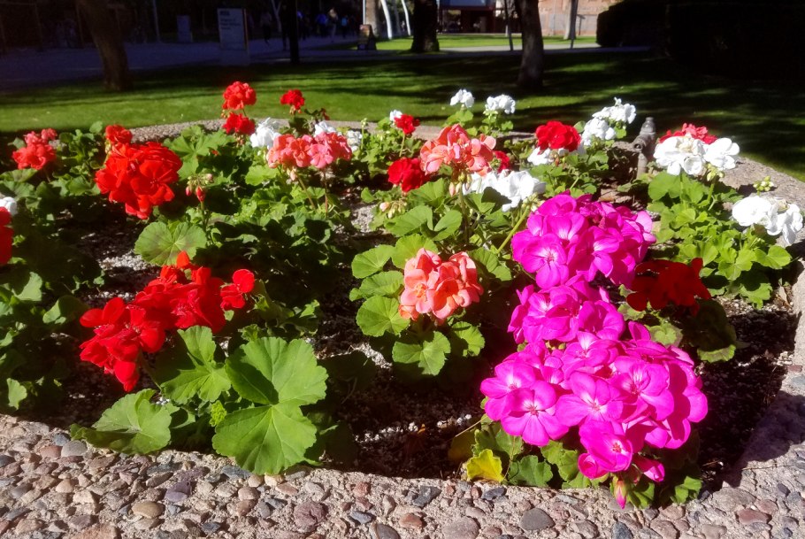 Пеларгония зональная в цветнике