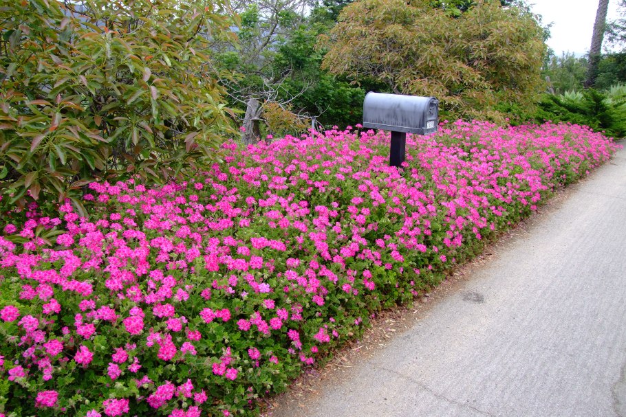 Герань бордюрная Садовая