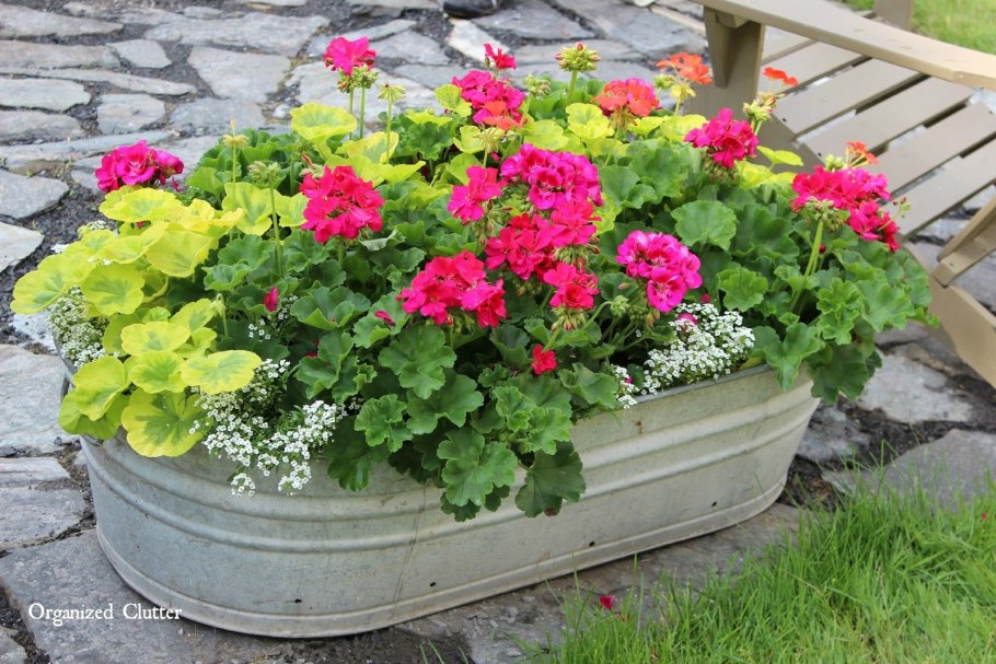 Junky пеларгония