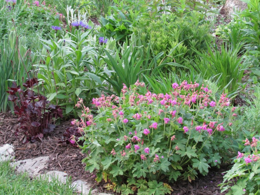 Астильба герань Розанна