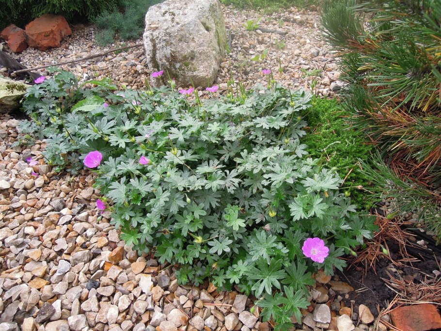 Герань Садовая "балерина", Geranium cinereum "Ballerina"
