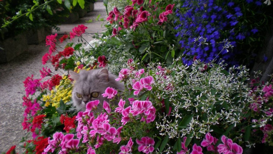 Герань Садовая в цветнике