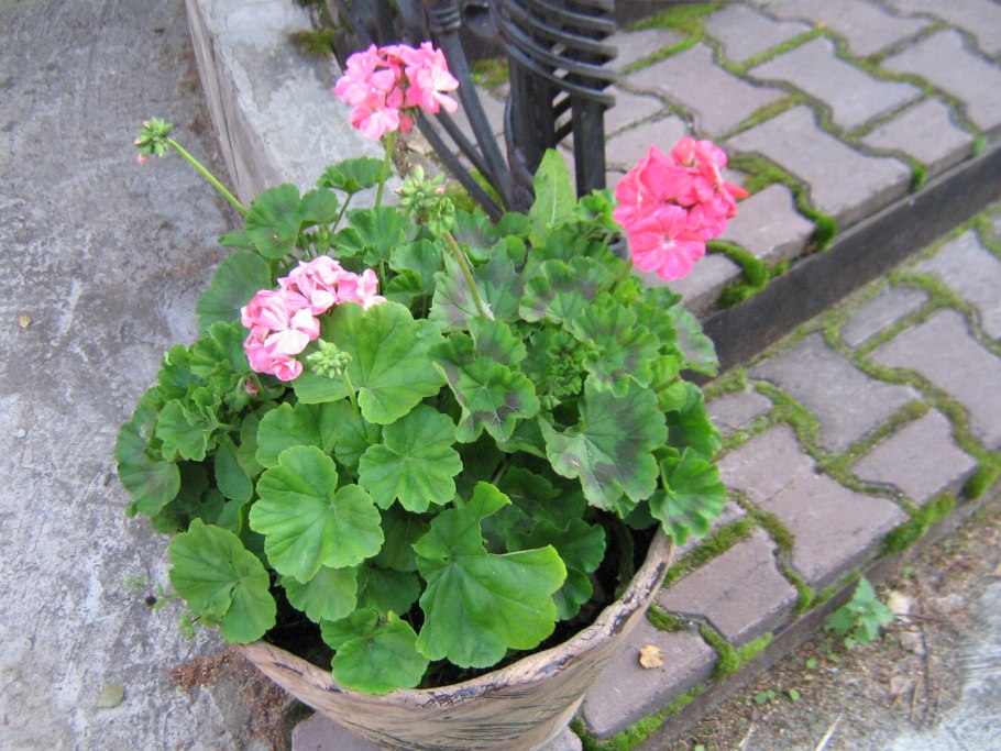 Пеларгония зональная на улице