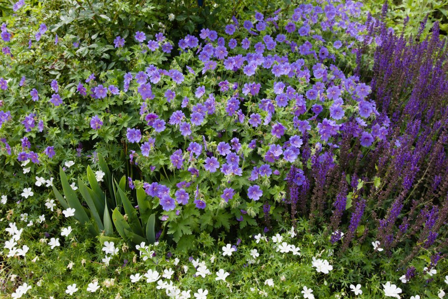 Герань великолепная 'Rosemoor'