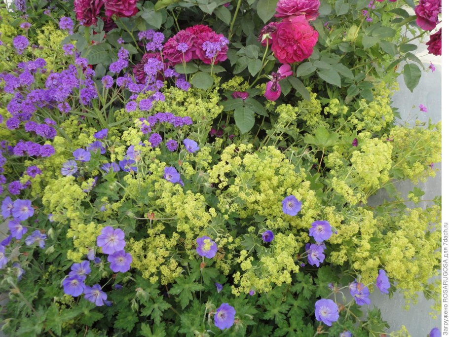 Пион + герань великолепная + манжетка;