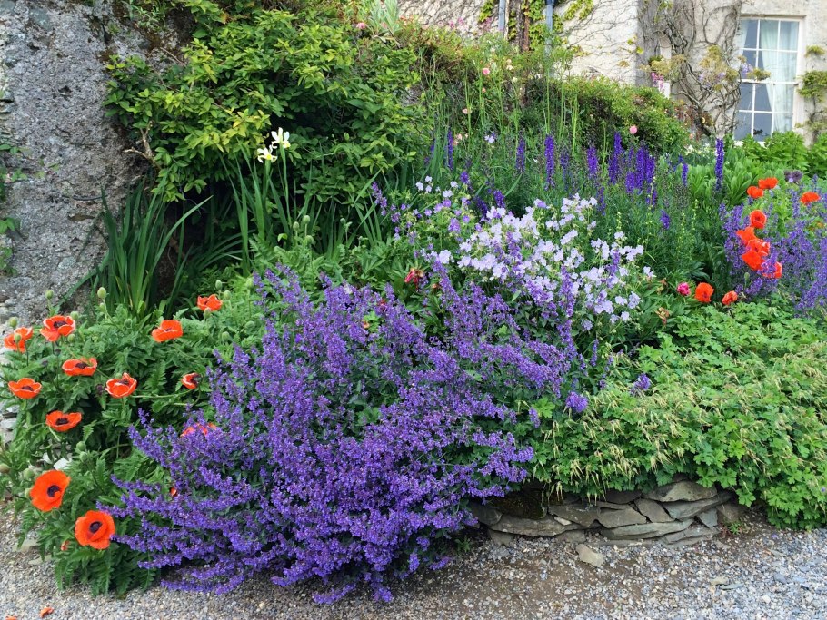 Герань Розанна и котовник