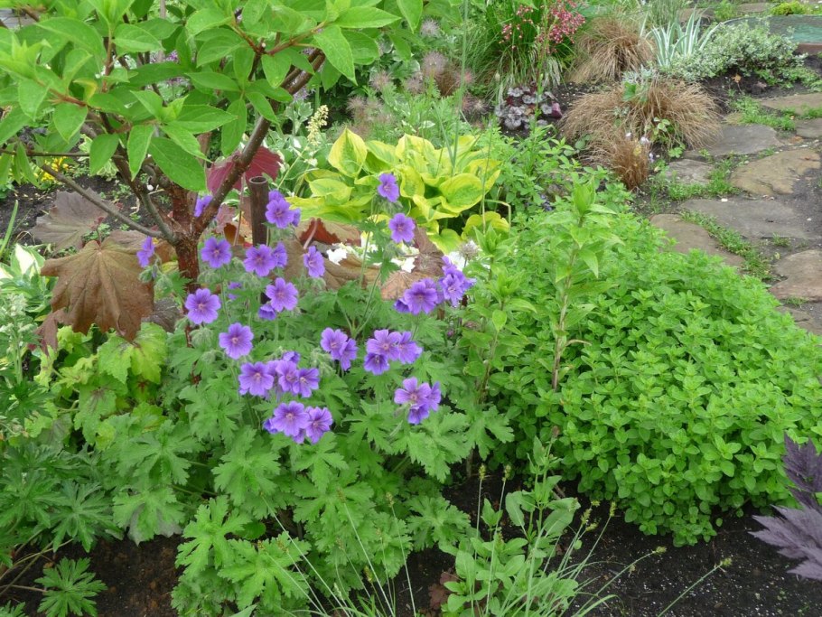 Герань крупнокорневищная шалфей