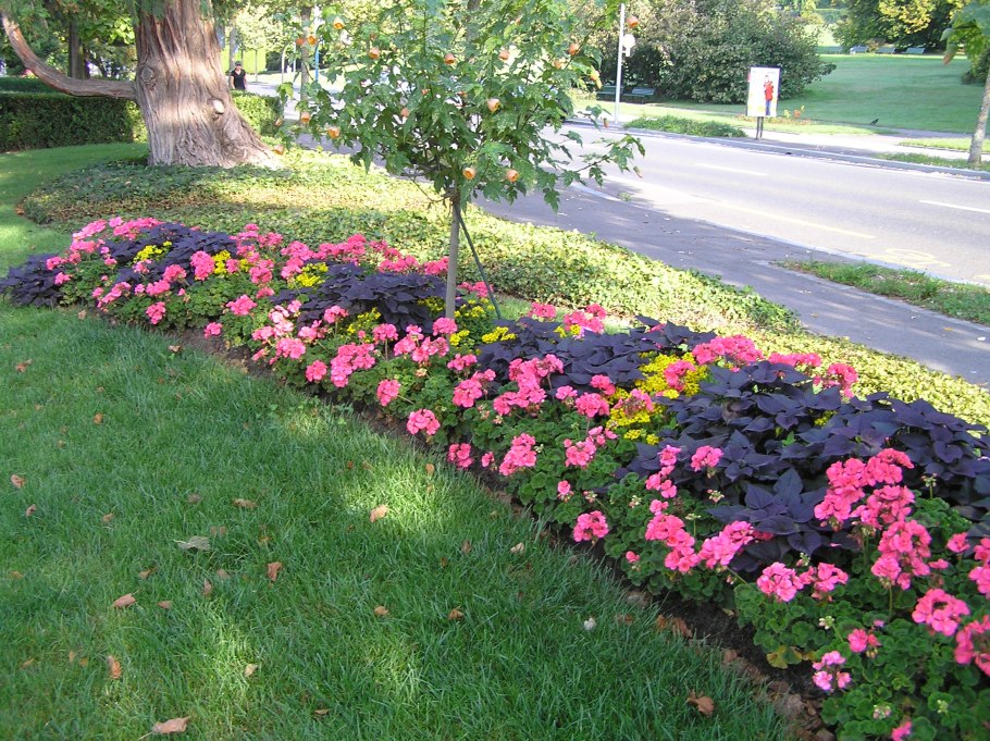 Пеларгония зональная в цветнике