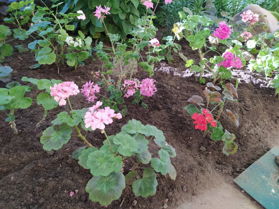 Герань в открытом грунте