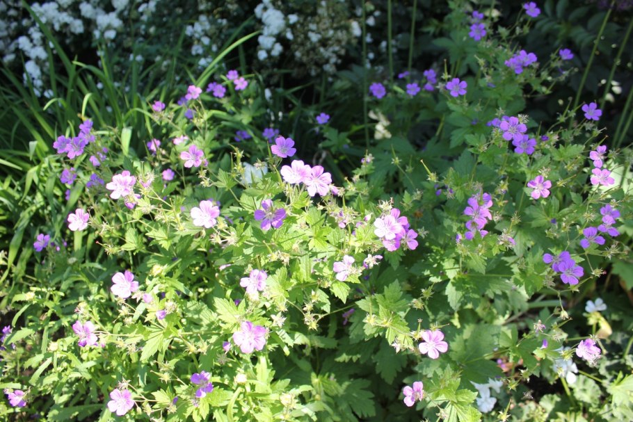 Пион + герань великолепная + манжетка;