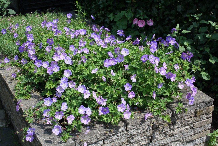 Герань Розанна