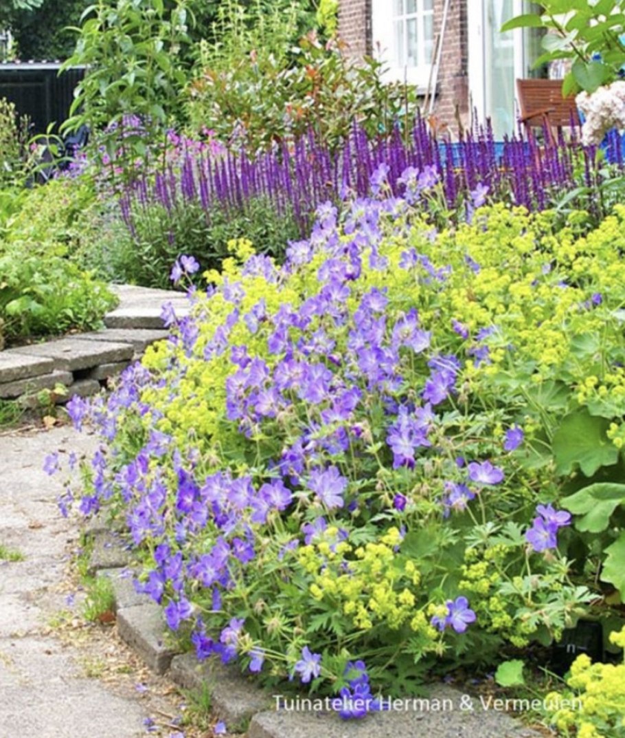 Котовник и манжетка