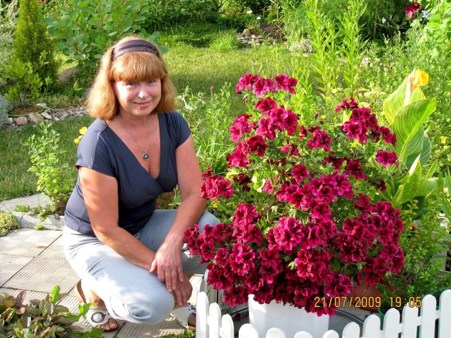 Королевская пеларгония в саду