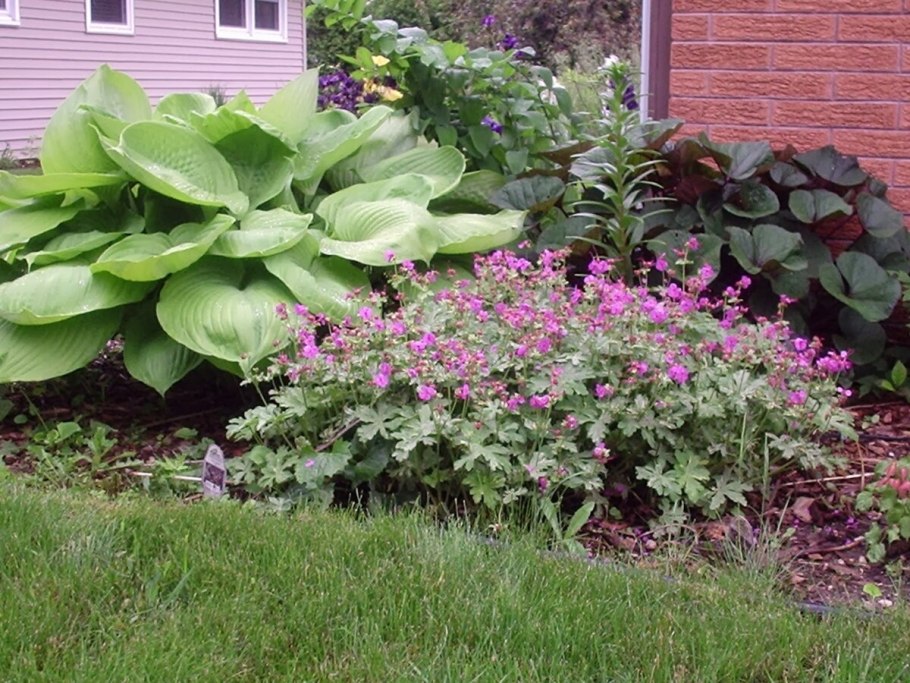 Роджерсия Хоста папоротник