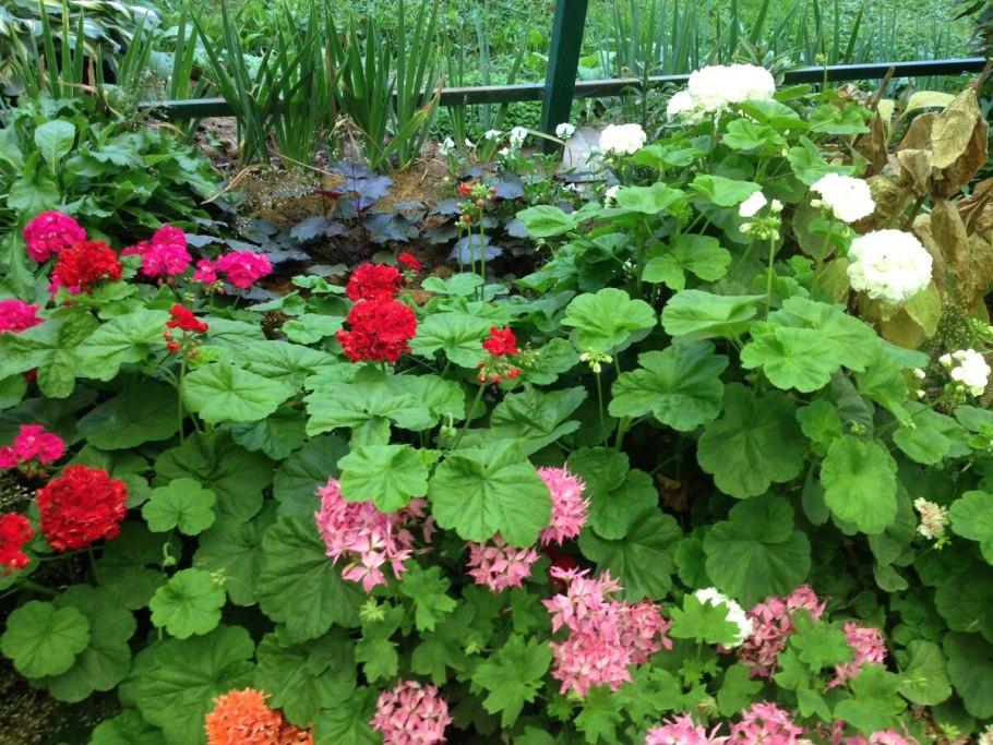 Пеларгония зональная в цветнике