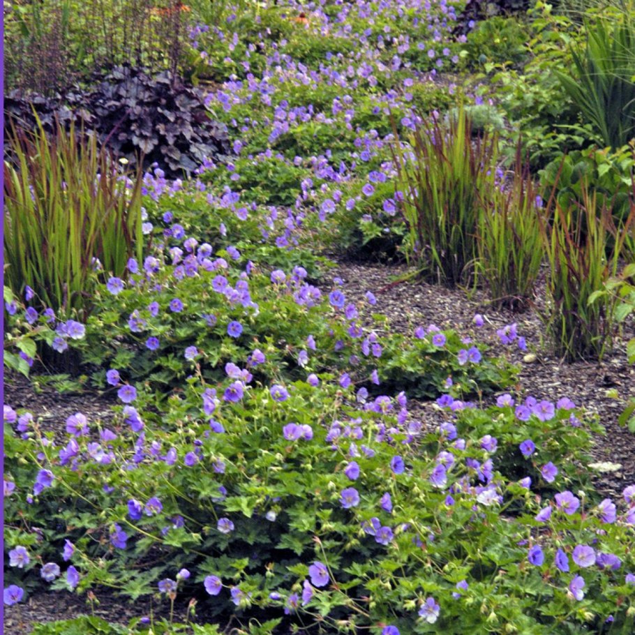 Герань Розанна